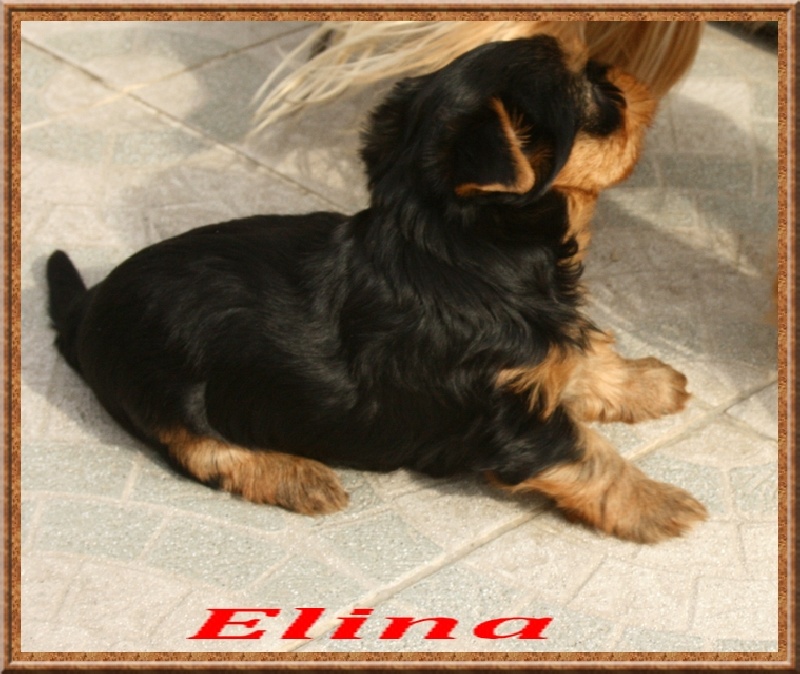 Elina (Sans Affixe)