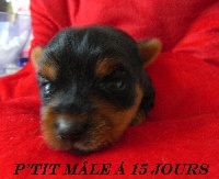 CHIOT mâle 