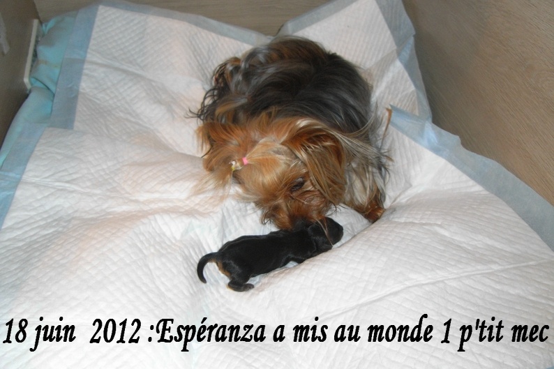 Du Royaume D' Yorka - Yorkshire Terrier - Portée née le 18/06/2012